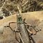 Green milkweed locust