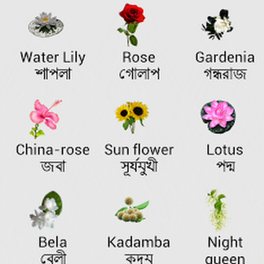 Water Lily Flower Meaning In Bengali Best Flower Site