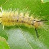 Banded tussock moth caterpillar