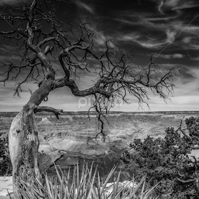 Mystic Tree by Ferruccio Galbiati - Nature Up Close Trees & Bushes