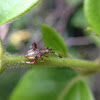 Plant bug