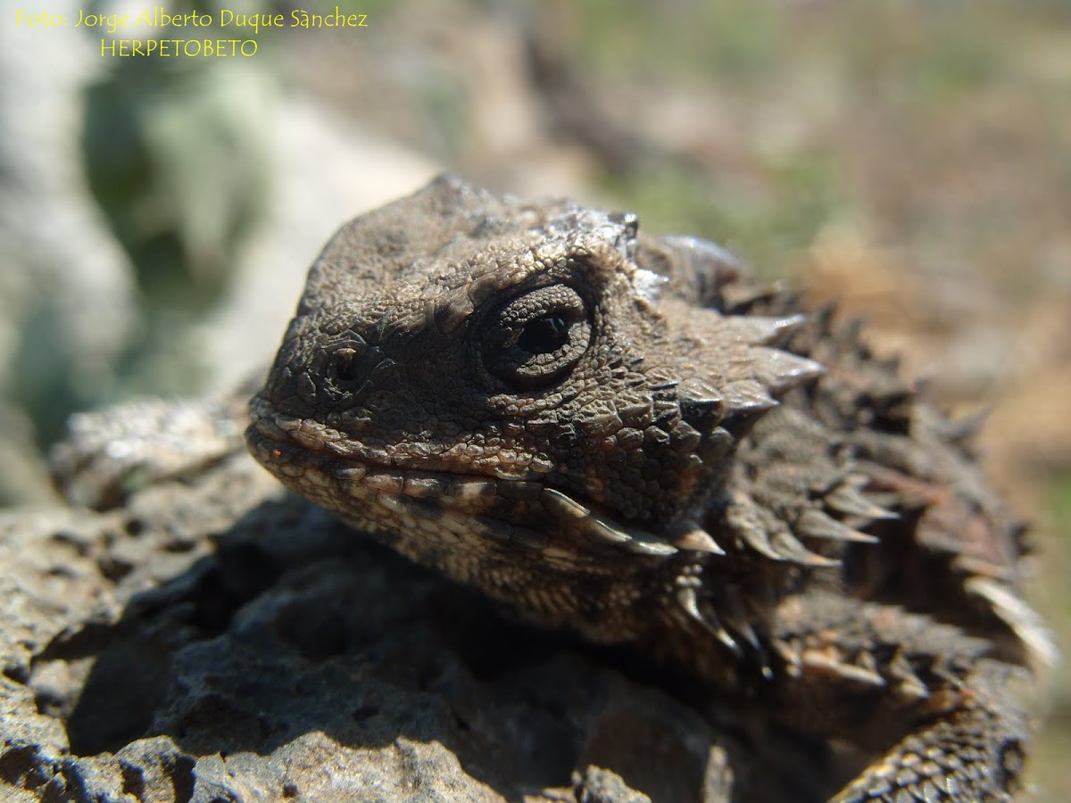 Horned Toad 