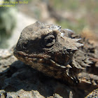 Horned Toad 