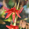 Ox Blood Lily