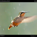 White-bellied Woodstar