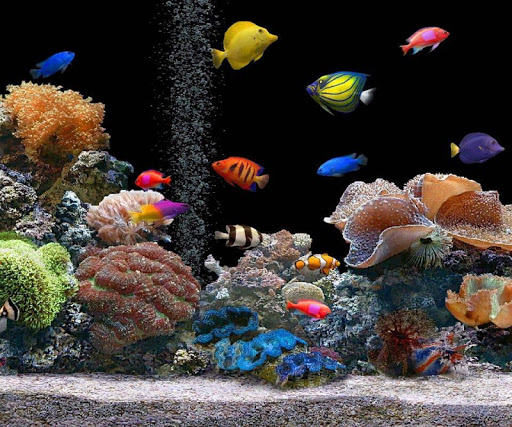 Aquarium Live Wallpaper