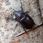 Rhinocerus Beetle