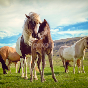 Mother & Child by Kristján Karlsson - Animals Horses
