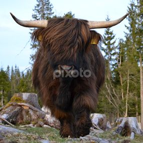 Highland cattle by Kristin Smestad - Animals Other