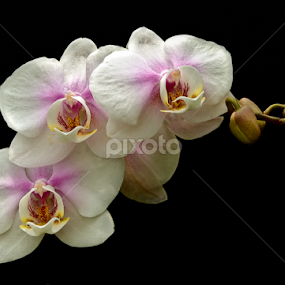 Light Orchids by Floyd Hopper - Flowers Flower Arangements
