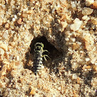 Sand Wasp