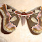 Forbes' Silkmoth
