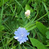 Chicory