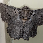 Ennominae Moth