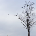 Turkey Vultures