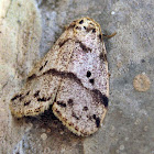 Moth