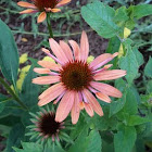 Coral Pink Coneflower