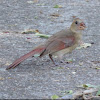 Northern Cardinal      Juvenile