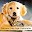 Animal Age Calculator Download on Windows