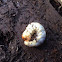 Stag beetle larva or rhino beetle larva
