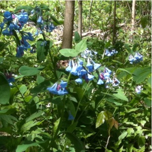 Virginia bluebells