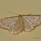 Coral-bordered