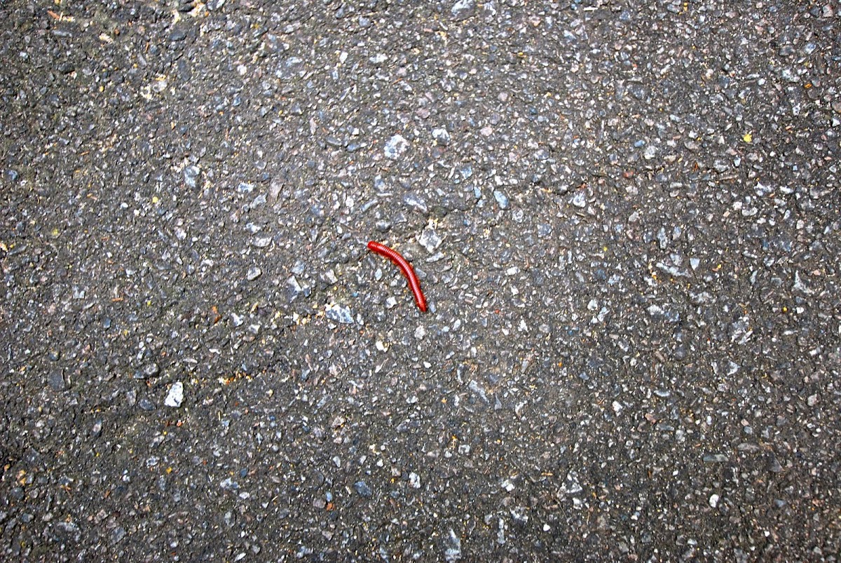 red millipede