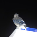 Blue jay fledgling