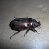 Asiatic rhinoceros beetle