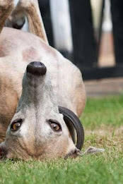 Whippet Puzzle poster 2