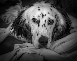 by Andrew Lawlor - Black & White Animals