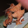 Looper Moth Caterpillar