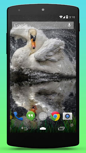 【免費個人化App】Swan Sparkle Live Wallpaper-APP點子