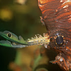 Long spine Lionfish