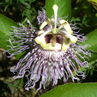 Passionflower