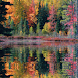 Fall Forest Live Wallpaper
