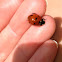 Seven spotted lady bug