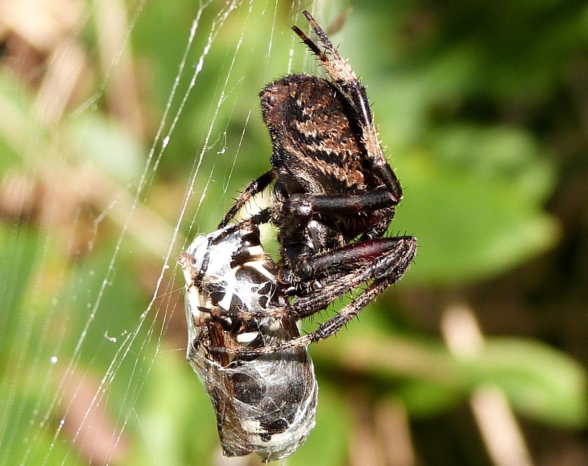 Hentz's Orbweaver Spider