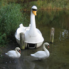 Mute Swan