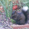 Black Eastern Gray Squirrel with white tail