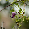 Purple leatherflower