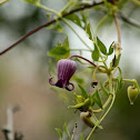 Purple leatherflower