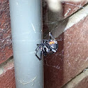 Southern black widow