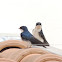 Blue-and-White Swallow