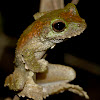 Green-eyed Tree Frog