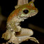 Green-eyed Tree Frog