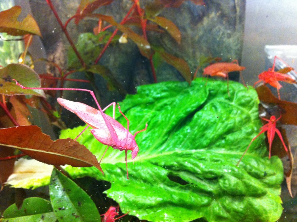 Pink oblong-winged katydid