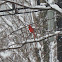 Northern Cardinal