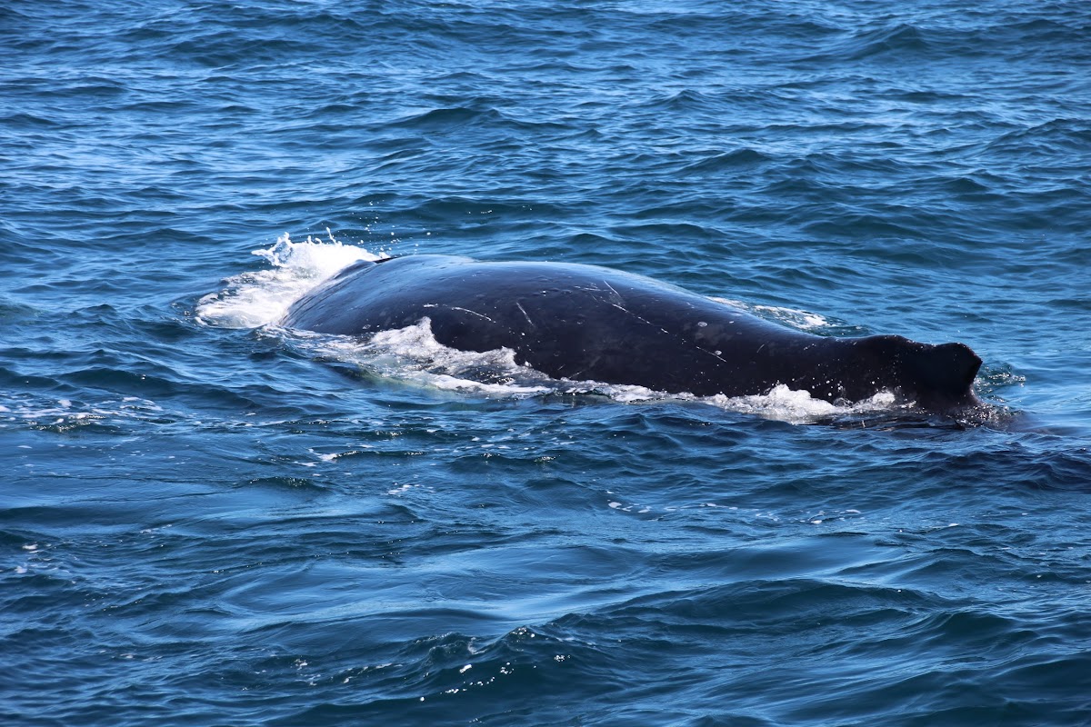 female humpback whale