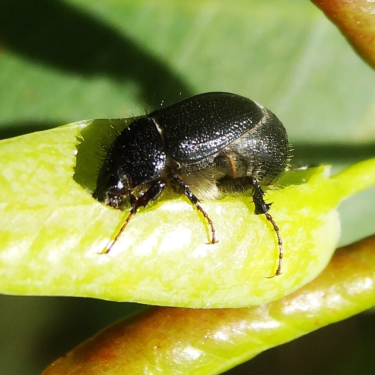 Melolonthid beetle